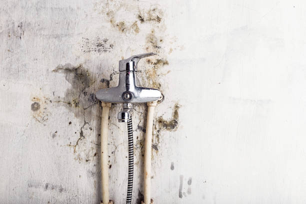  White Castle, LA Mold Removal Pros