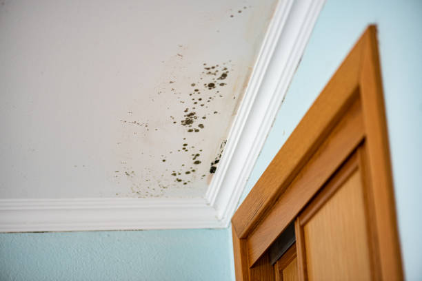 Best Basement Mold Remediation in White Castle, LA