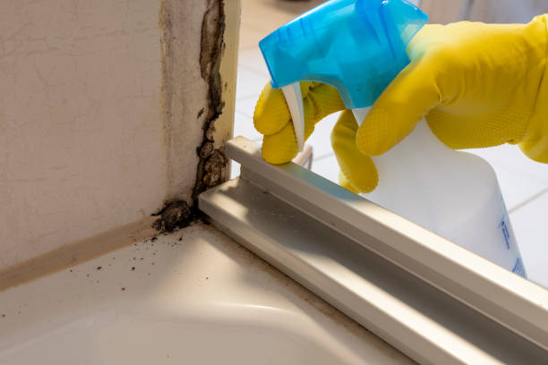 Best Kitchen Mold Remediation in White Castle, LA
