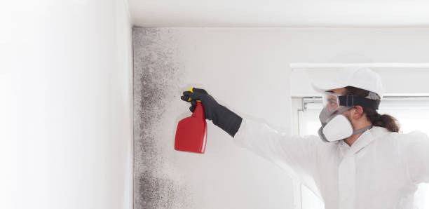 Best Emergency Mold Remediation in White Castle, LA