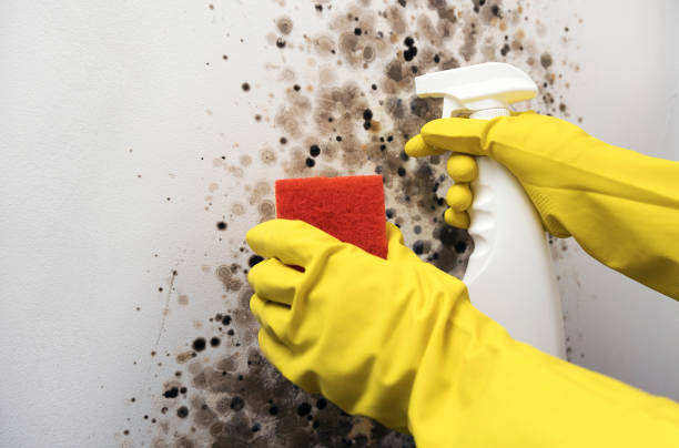 Best Insurance-Related Mold Remediation in White Castle, LA